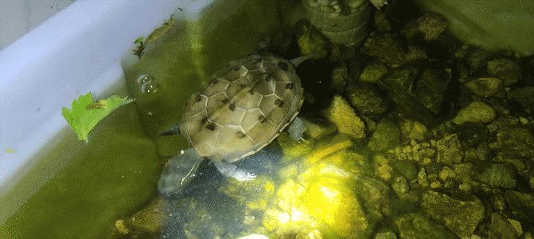 乌龟游泳换气技巧（掌握乌龟游泳的正确换气方法，让你的宠物健康快乐！）