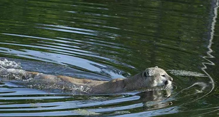 美洲虎游泳技巧（掌握游泳技巧，尽显美洲虎的力量与优雅）